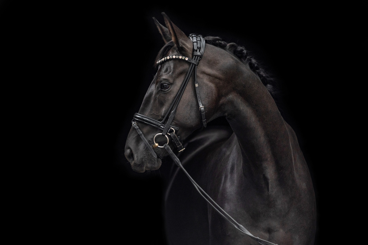 Close-Up Shot of a Black Horse