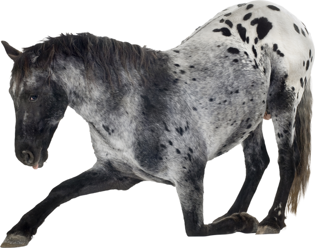 Black and White Appaloosa Horse Cutout
